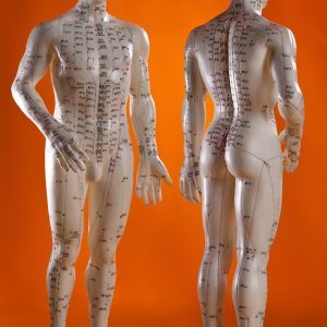 Acupuncture model with points and meridians